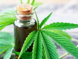 Lee más sobre el artículo Buriticá Abogados, actor relevante en la asesoría legal para el desarrollo de la industria del Cannabis en Colombia.